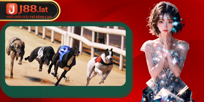 Cá cược đua chó – Bí quyết luôn thắng tại sân chơi J88 Giới thiệu về hình thức cá cược đua chó tại J88