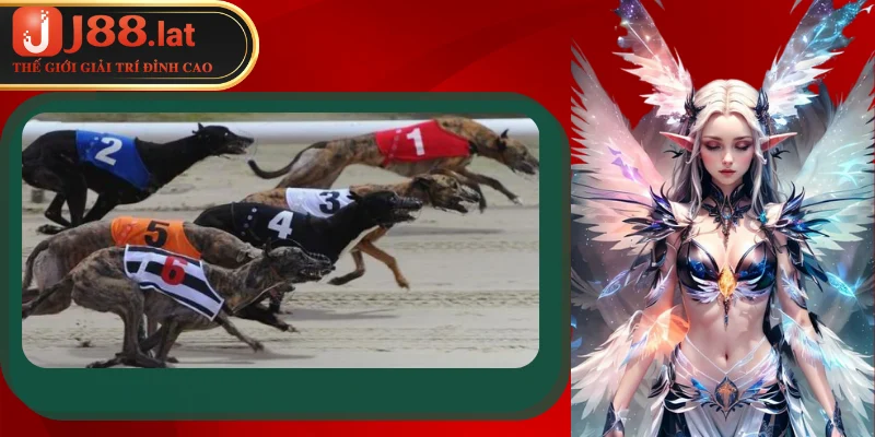 Cá cược đua chó – Bí quyết luôn thắng tại sân chơi J88 Những kiểu cá cược đua chó mà nhiều bet thủ lựa chọn