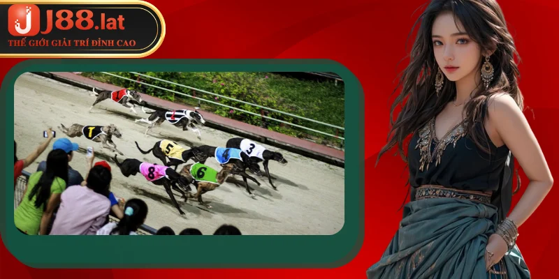 Cá cược đua chó – Bí quyết luôn thắng tại sân chơi J88 Những giống chó trong cá cược đua chó bạn cần biết